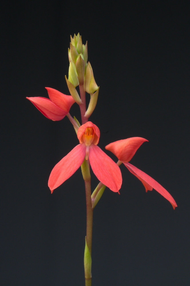 disa cardinalis 0714.jpg