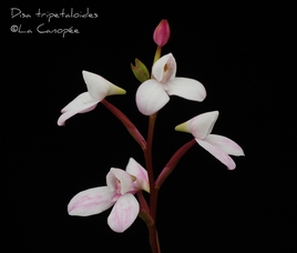 disa tripetaloides 0608 - 13.jpg