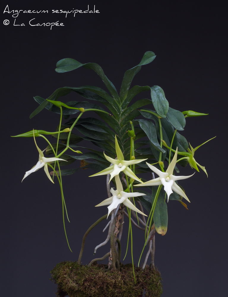 Angraecum sesquipedale 0315-01-t_redimen