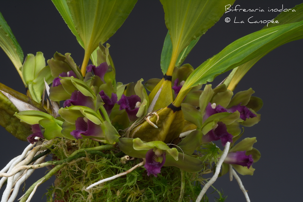 Bifrenaria inodora 0515-01-t_redimension