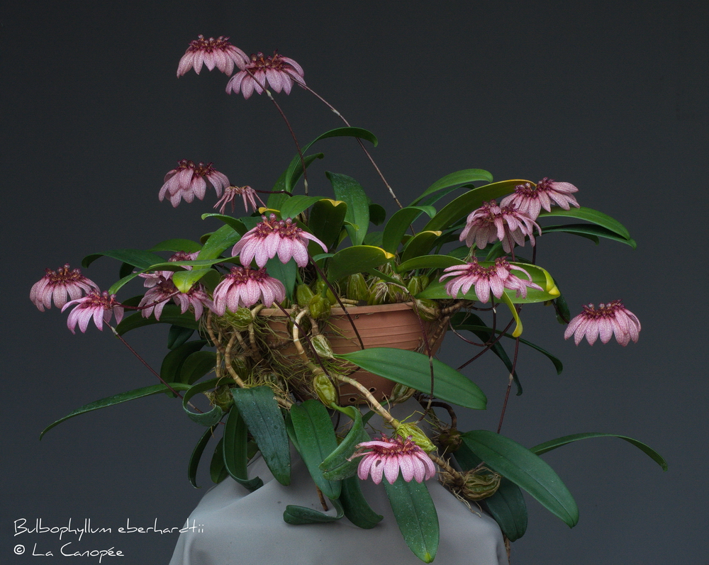 Bulbophyllum eberhardtii 0514-01-t_r.jpg