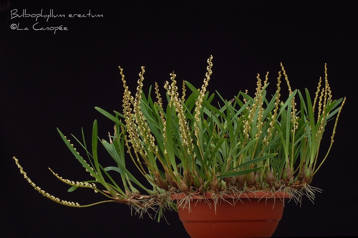 Bulbophyllum erectum 0409 - 3-t_1.jpg