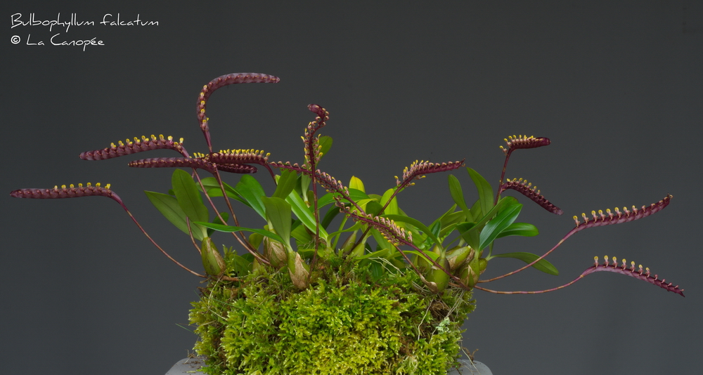 Bulbophyllum falcatum 0415-01-t_redimens