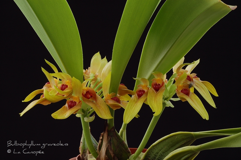 Bulbophyllum graveolens 0609 - 3-t_1.jpg