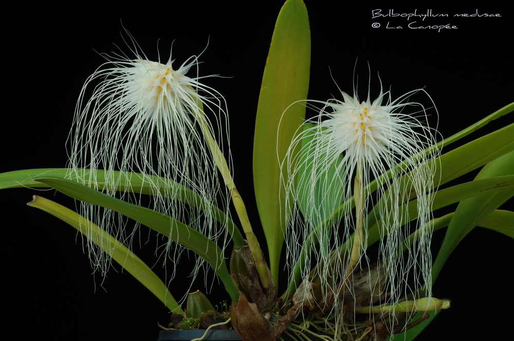 Bulbophyllum medusae 1110 -1-t_redimensi