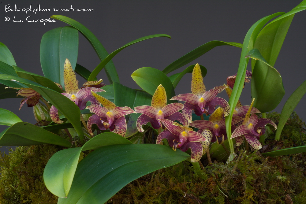 Bulbophyllum sumatranum 0515-t_redimensi