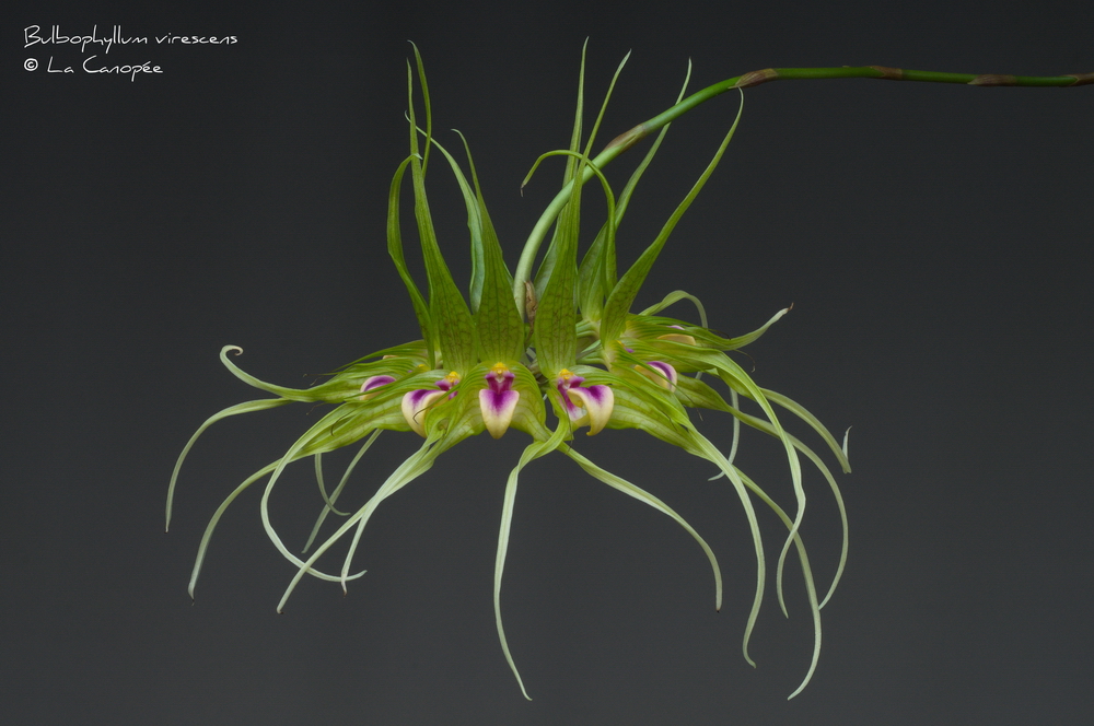 Bulbophyllum virescens 0115-01-t_r.jpg